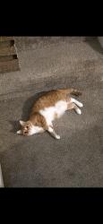 Reunited Female Cat last seen Cason Trail and Odessa, Murfreesboro, TN 37128