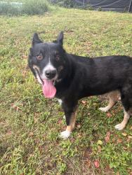 Found/Stray Male Dog last seen 6th street, Winter Haven, FL 33880