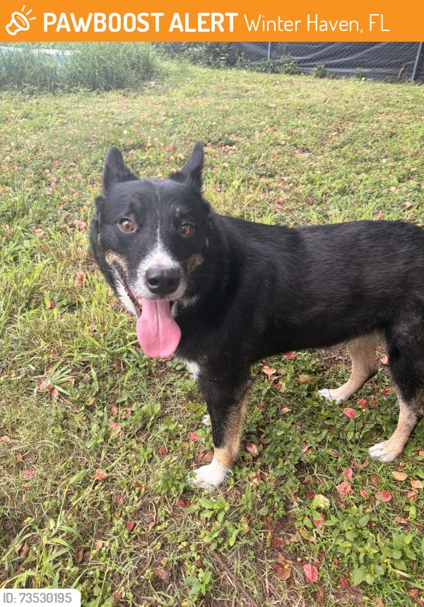 Found/Stray Male Dog last seen 6th street, Winter Haven, FL 33880