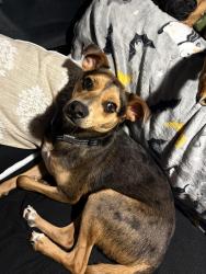 Lost Male Dog last seen s county road 1270/i-20 & frontage, Midland, TX 79706