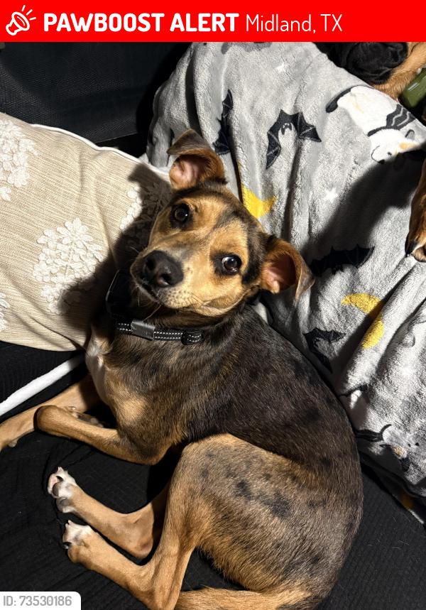 Lost Male Dog last seen s county road 1270/i-20 & frontage, Midland, TX 79706