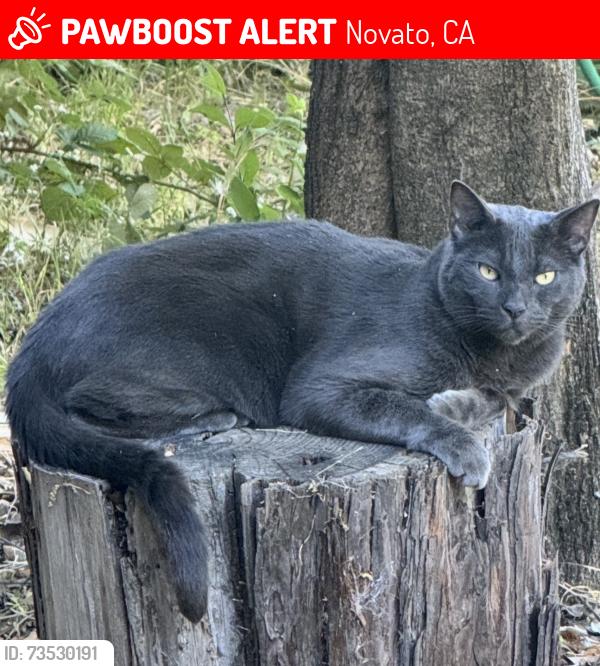Lost Male Cat last seen San Marin dr and Novato blvd, Novato, CA 94947