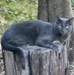 Lost Male Cat last seen San Marin dr and Novato blvd, Novato, CA 94947