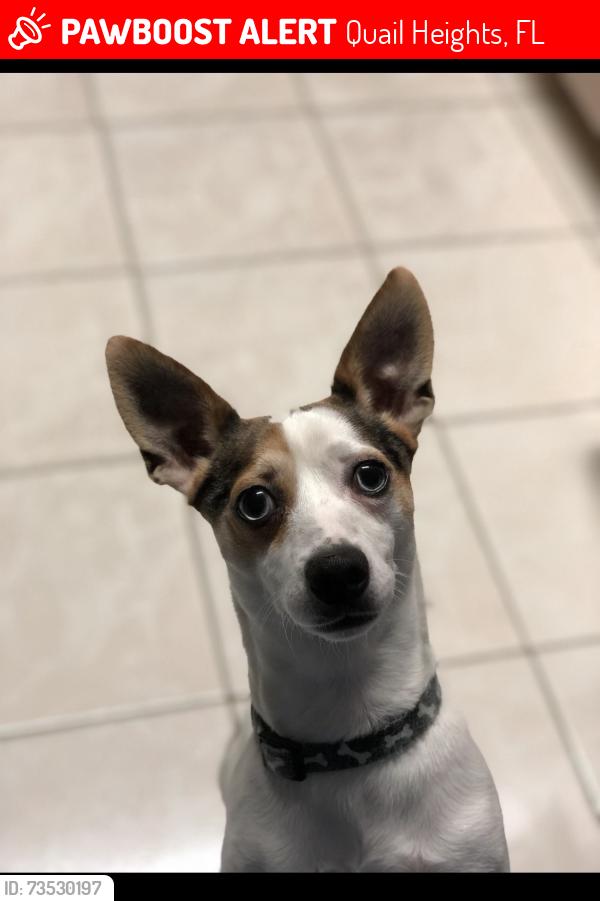 Lost Male Dog last seen Near, Quail Heights, FL 33189