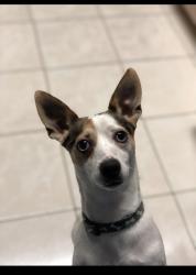 Lost Male Dog last seen Near, Quail Heights, FL 33189