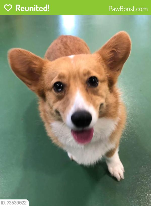 Reunited Female Dog last seen Sandersville and greendale, Lexington, KY 40511