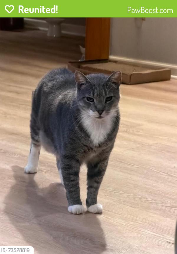 Reunited Male Cat last seen Fourth St, Lyndhurst, NJ 07071, Lyndhurst, NJ 07071