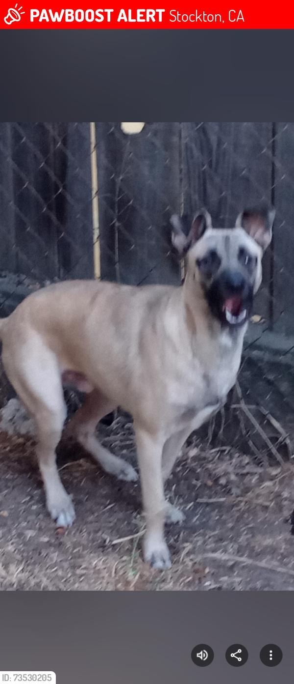 Lost Male Dog last seen Seventh and Lincoln, Stockton, CA 95206