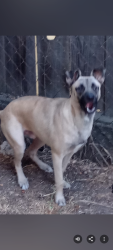 Lost Male Dog last seen Seventh and Lincoln, Stockton, CA 95206