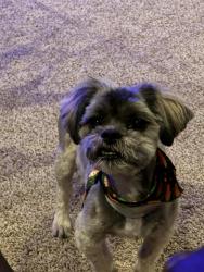 Reunited Female Dog last seen Avalon Park, Wichita, KS 67205