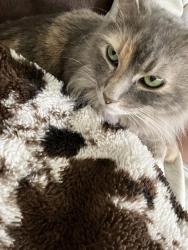 Lost Female Cat last seen Madelines meadow and Marie’s garden, Georgetown, TX 78626