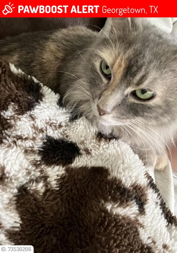 Lost Female Cat last seen Madelines meadow and Marie’s garden, Georgetown, TX 78626