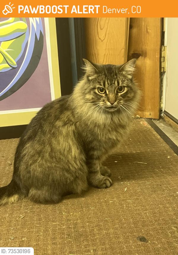 Found/Stray Female Cat last seen s Decatur and w center Denver, Denver, CO 80223