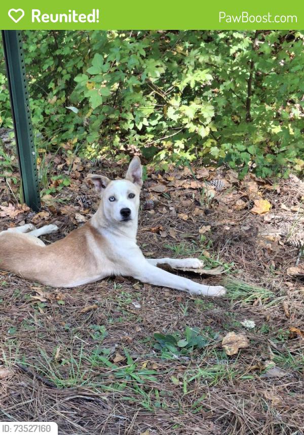 Reunited Unknown Dog last seen Whooping creek church road carrollton, Carroll County, GA 30116