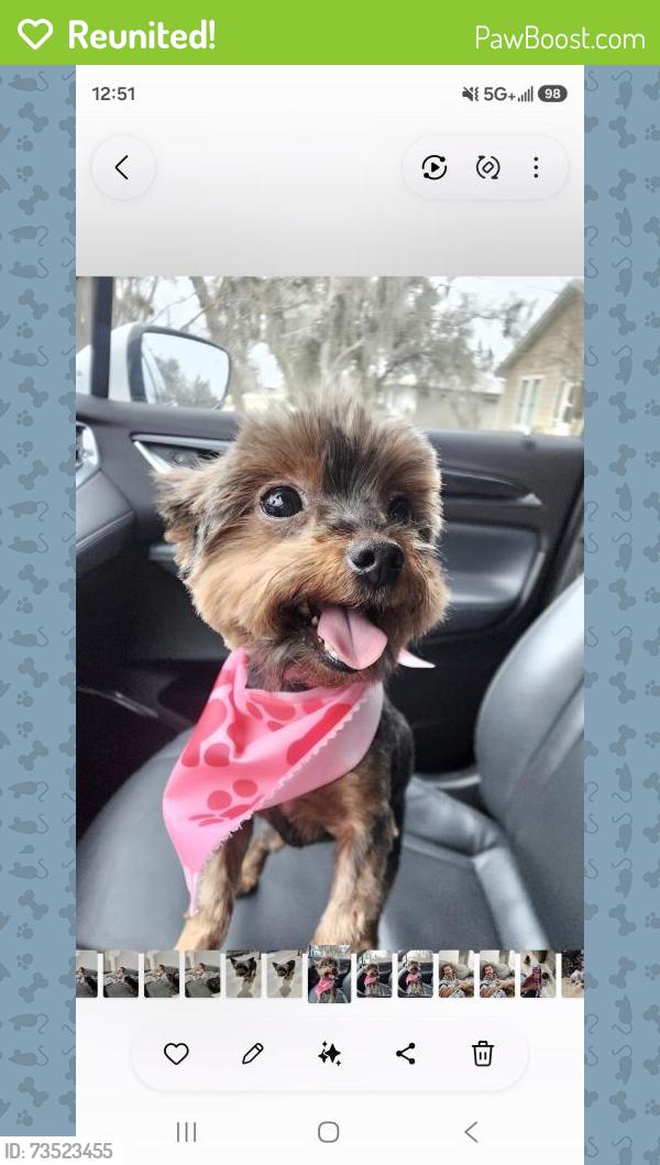 Reunited Female Dog last seen Woodshore Community, Clute, TX 77531