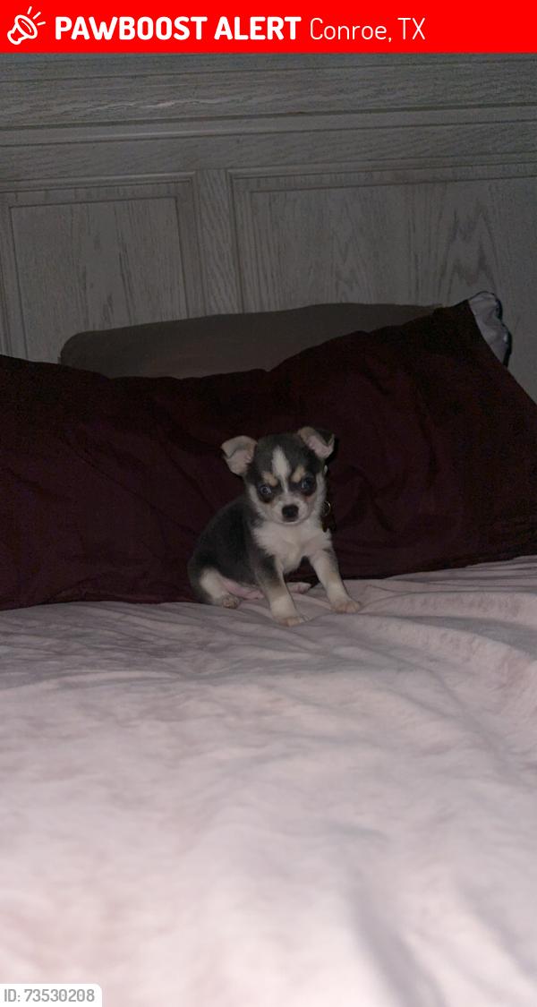 Lost Male Dog last seen Avenue M, Conroe, TX 77301