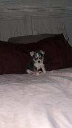 Lost Male Dog last seen Avenue M, Conroe, TX 77301