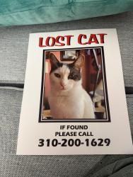 Lost Male Cat last seen 226th and Evelyn Ave, Torrance, Ca, Torrance, CA 90503