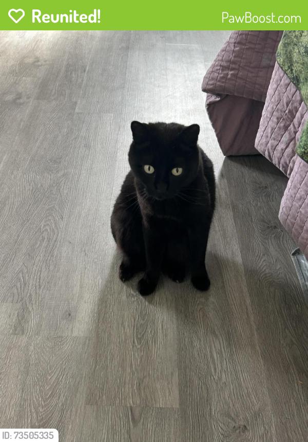 Reunited Female Cat last seen 21st & Bayview St, Seattle, WA 98144
