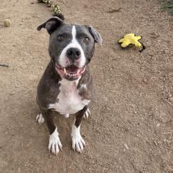 Shelter Stray Male Dog last seen , 825 W Jefferson St, Tipton, IN 46072, USA