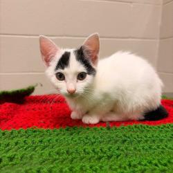 Shelter Stray Female Cat last seen , 54687 Co Rd 19, Bristol, IN 46507, USA