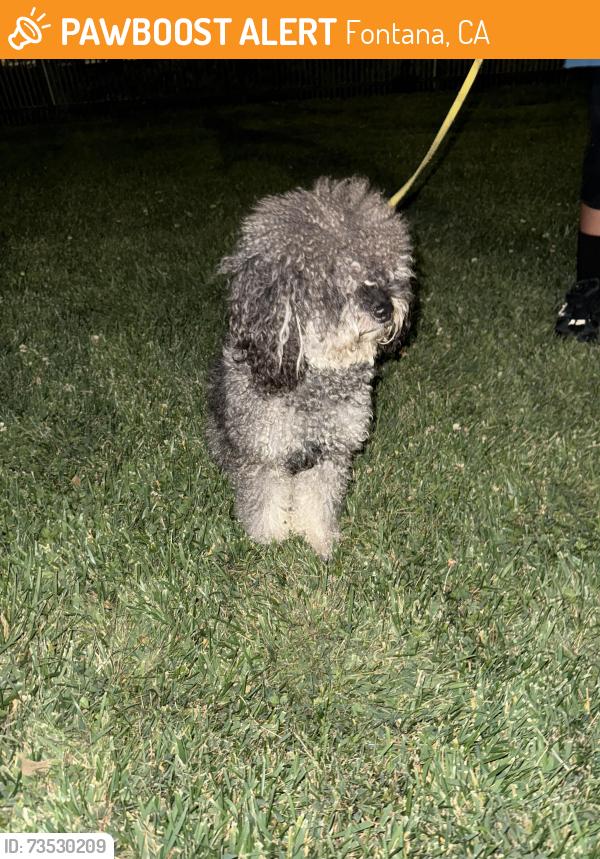 Found/Stray Male Dog last seen Condor Fontana, Fontana, CA 92336