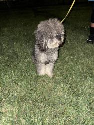 Found/Stray Male Dog last seen Condor Fontana, Fontana, CA 92336