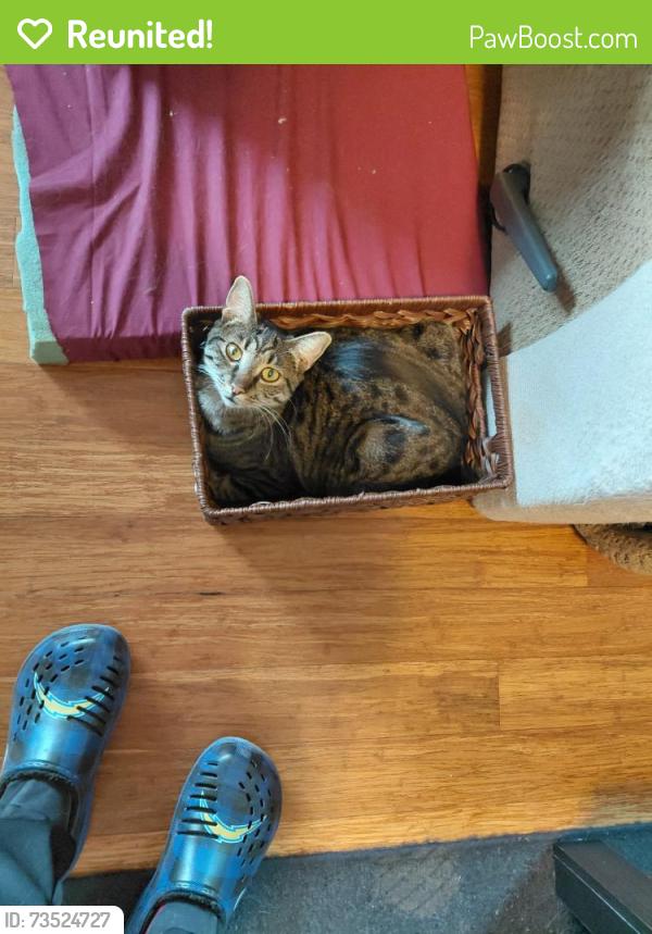 Reunited Female Cat last seen 33rd st and 34th street, Springfield, OR 97478