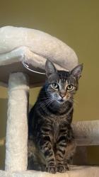 Lost Male Cat last seen Burkewood Drive, Hathaway park, Country Club, Winston-Salem, NC 27104