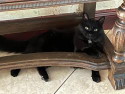 Lost Male Cat last seen NE 38 ST & Ne 6 AVE, Oakland Park, FL 33334