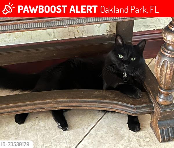 Lost Male Cat last seen NE 38 ST & Ne 6 AVE, Oakland Park, FL 33334