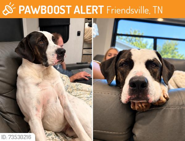 Found/Stray Male Dog last seen Lot across from the Pup tent, Friendsville, TN 37737
