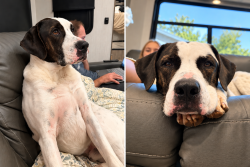 Found/Stray Male Dog last seen Lot across from the Pup tent, Friendsville, TN 37737
