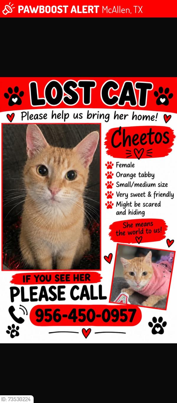 Lost Female Cat last seen Mccoll and E Yuma, McAllen, TX 78503