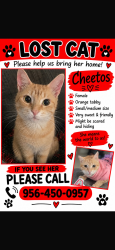 Lost Female Cat last seen Mccoll and E Yuma, McAllen, TX 78503