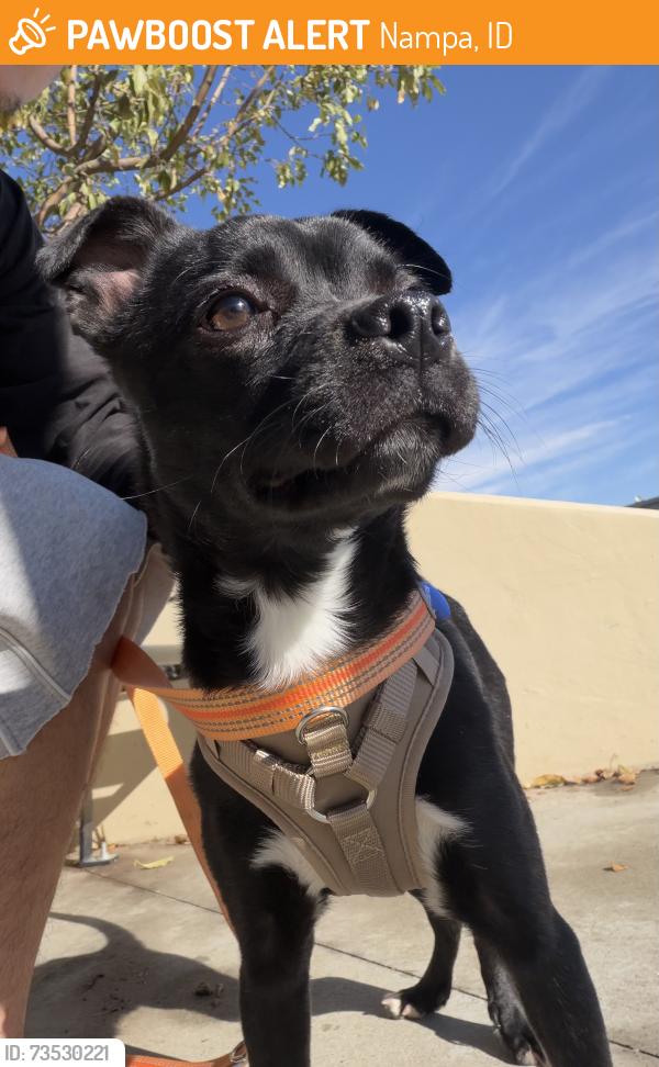 Found/Stray Male Dog last seen Cherry lane, Nampa, ID 83651