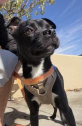 Found/Stray Male Dog last seen Cherry lane, Nampa, ID 83651