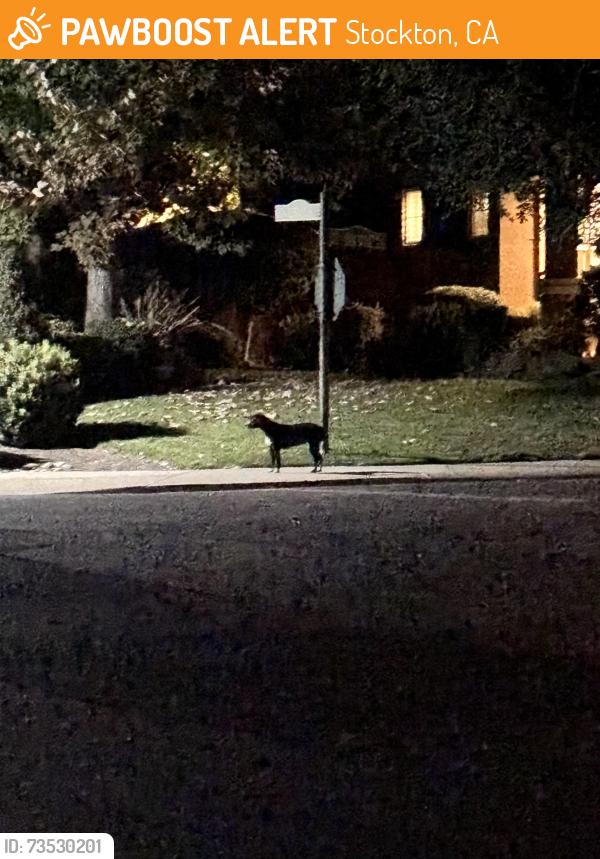 Found/Stray Unknown Dog last seen Unknown, Stockton, CA 95219