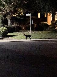Found/Stray Unknown Dog last seen Unknown, Stockton, CA 95219