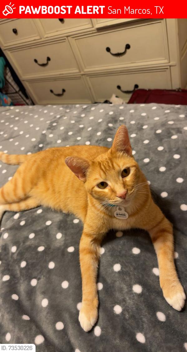 Lost Male Cat last seen Bandera St, Pisano Dr, and Palermo Dr, San Marcos, TX 78666