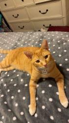 Lost Male Cat last seen Bandera St, Pisano Dr, and Palermo Dr, San Marcos, TX 78666