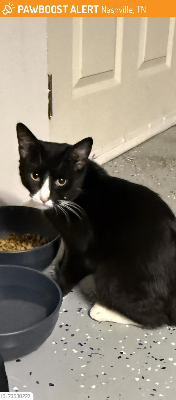 Found/Stray Male Cat last seen Harding pl & shadecrest, Nashville, TN 37211