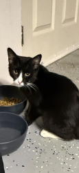 Found/Stray Male Cat last seen Harding pl & shadecrest, Nashville, TN 37211