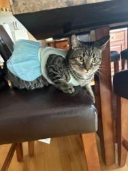 Reunited Male Cat last seen Eaglemere/Grassie Blvd & Lagmodiere Blvd, Winnipeg, MB R2K 4M4
