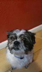 Reunited Male Dog last seen Twenty nine pine mobile homes 56th st, Oakdale, MN 55128