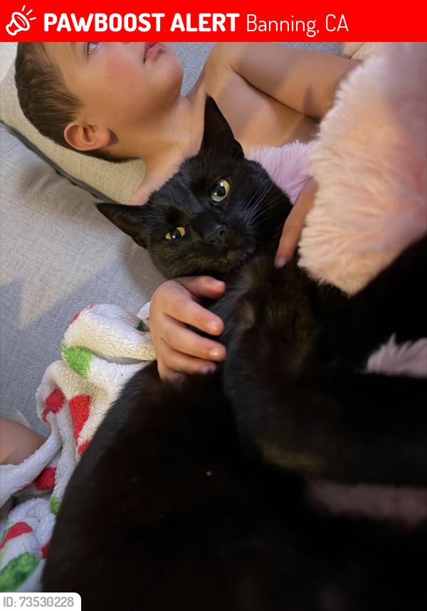 Lost Female Cat last seen Highland Home., Banning, CA 92220