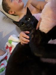 Lost Female Cat last seen Highland Home., Banning, CA 92220