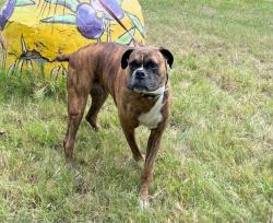 Reunited Female Dog last seen 25th st and Arkansas (north side), Wichita, KS 67204