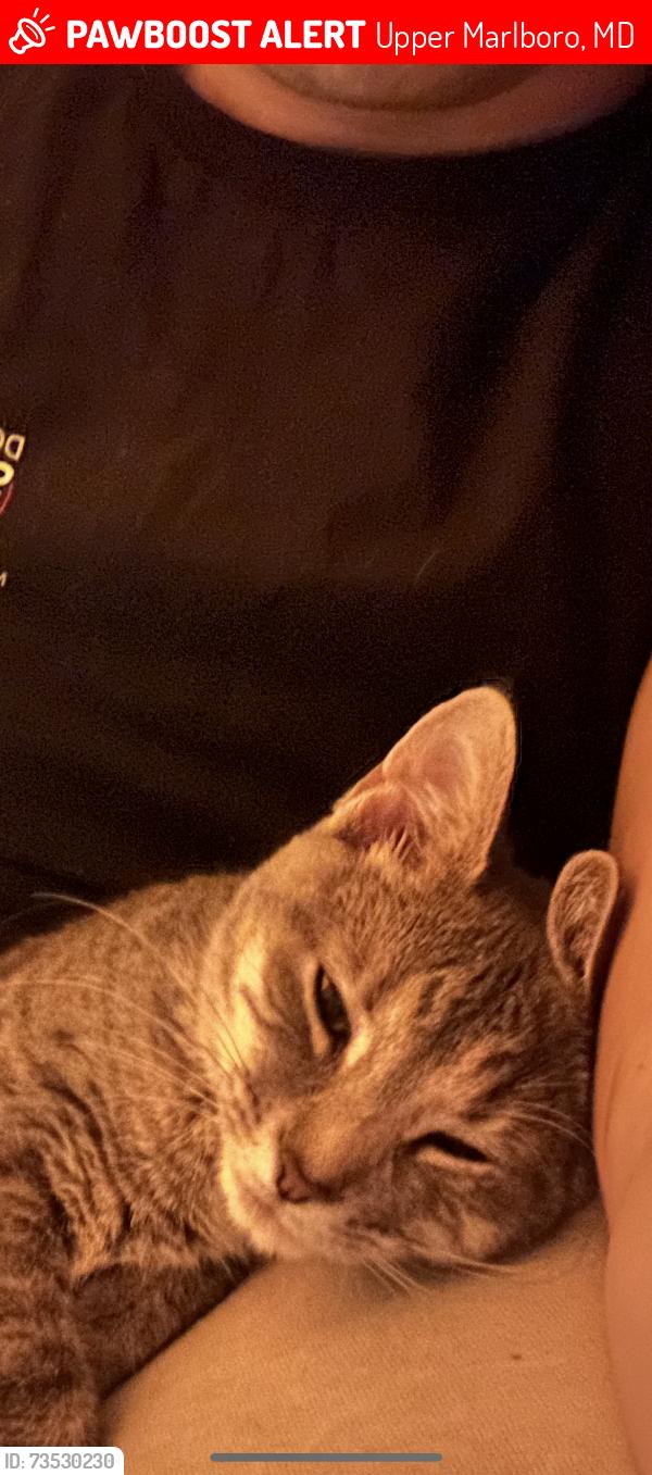 Lost Female Cat last seen Brimfield dr, Upper Marlboro, MD 20772