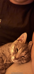 Lost Female Cat last seen Brimfield dr, Upper Marlboro, MD 20772
